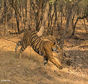 Ranthambhore1
