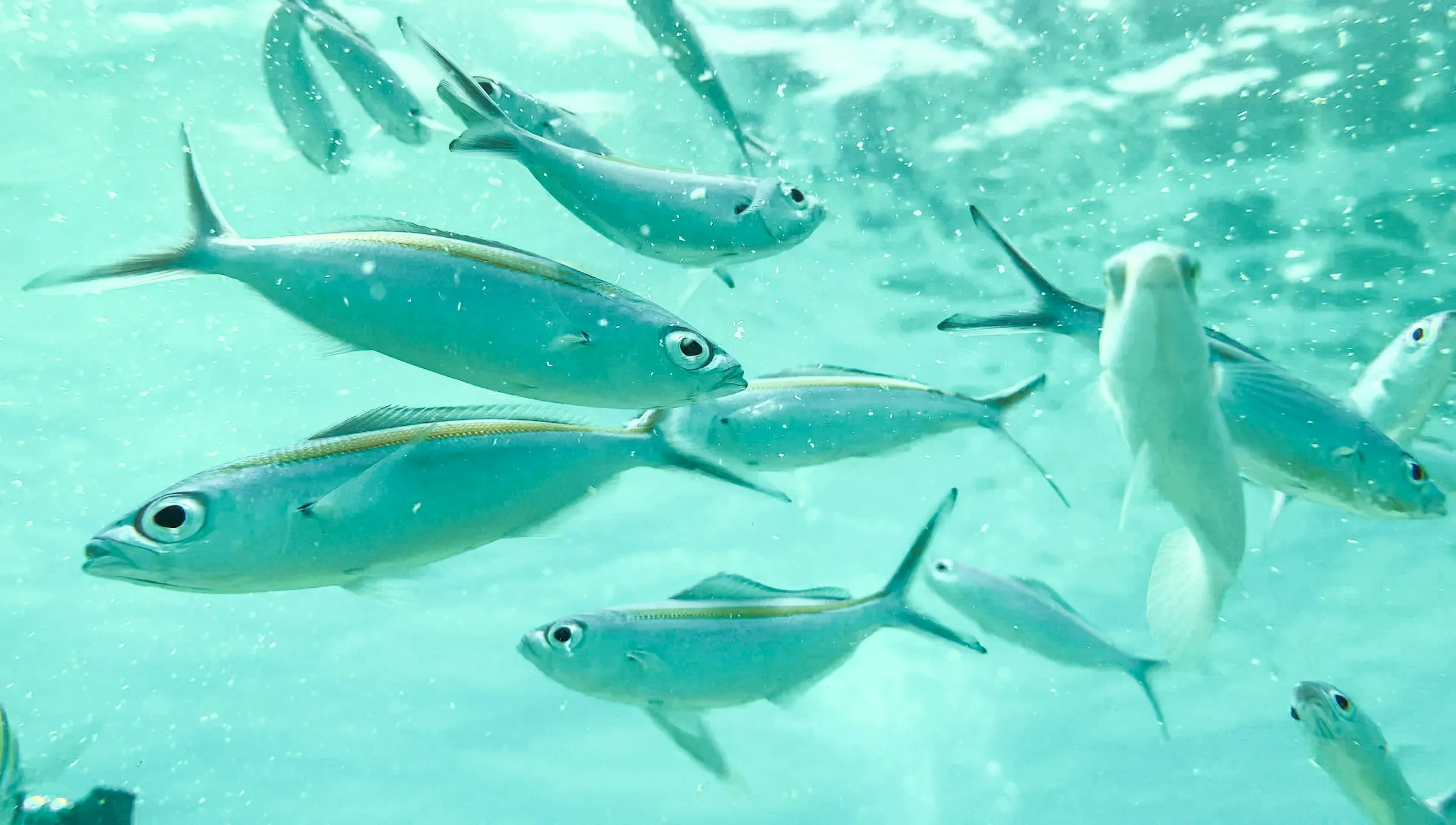 Lakshadweep Tour Package