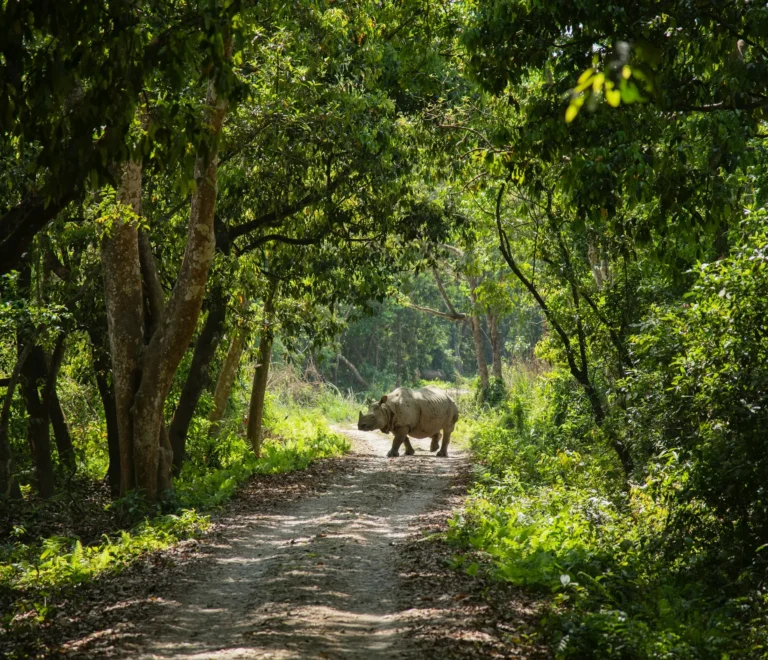 Chitwan Tour Package