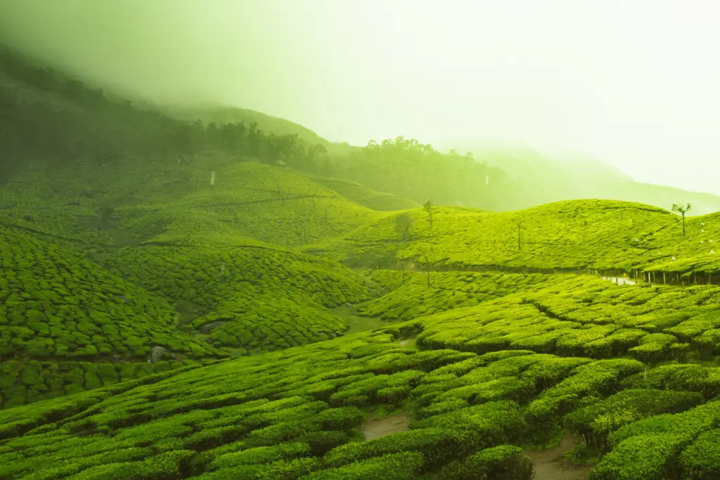 Kerala Tour Package