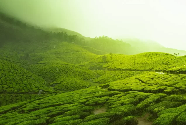 Kerala Tour Package