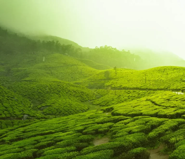 Kerala Tour Package