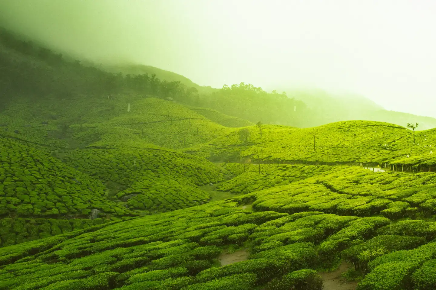 Kerala Tour Package