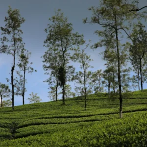 Thekkady Tour Package
