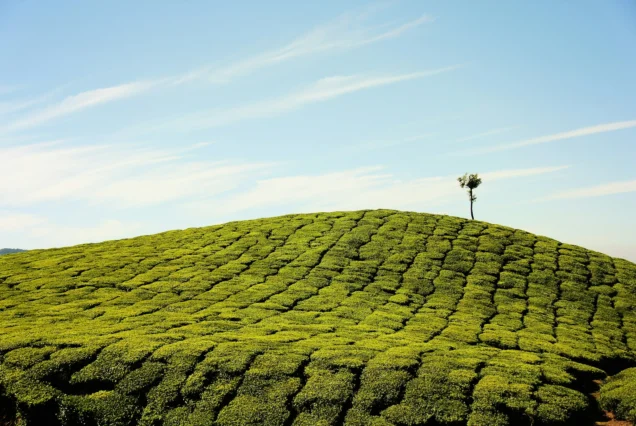Mannar Tour Package