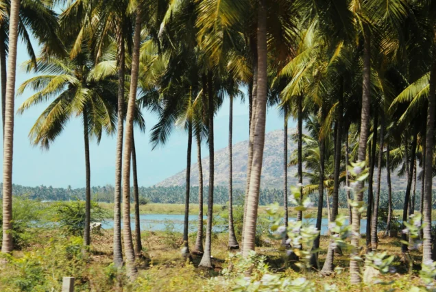 Mannar Tour Package