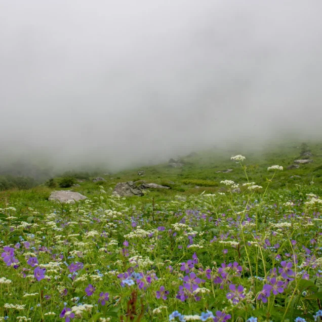 Valley of Flowers