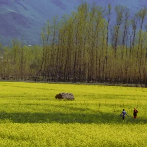 Pahalgam Tour Package