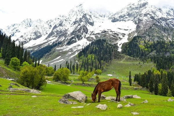 Sonamarg Tour Package