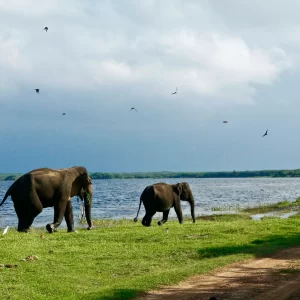 Wildlife Packages