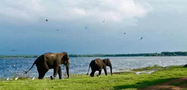 Yala National Park