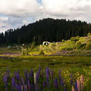 Gulmarg