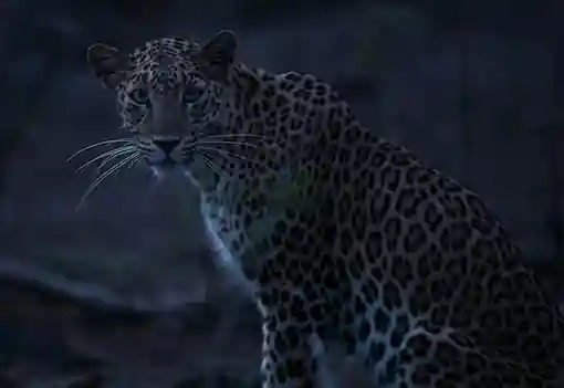Sasan Gir Tour Package