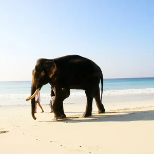 Havelock Island