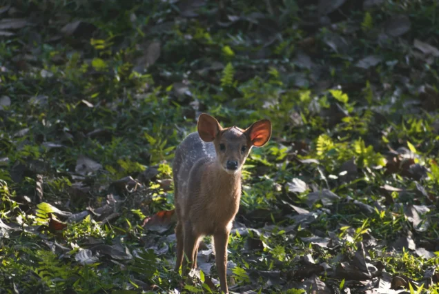 Kaziranga National Park
