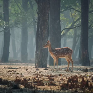 Sundarbans Tour Package