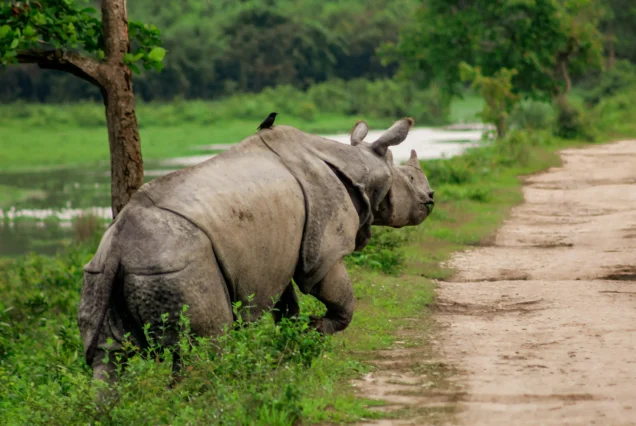 Kaziranga National Park