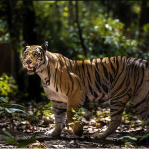 Bandhavgarh National Park MP