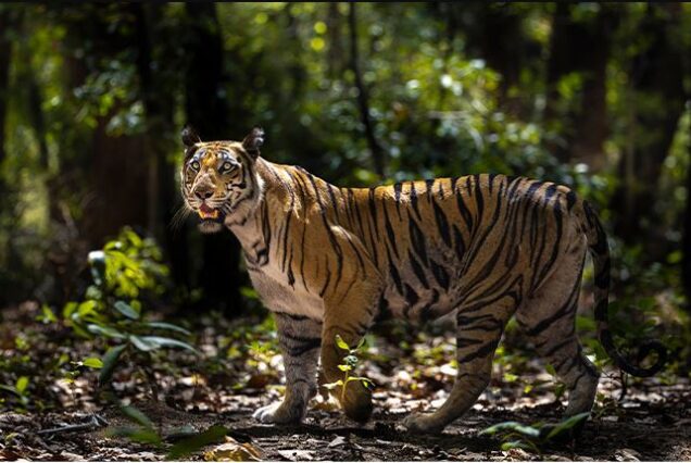 Bandhavgarh National Park MP