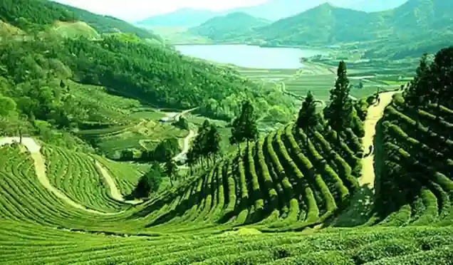 Assam Tour Packages from Chennai