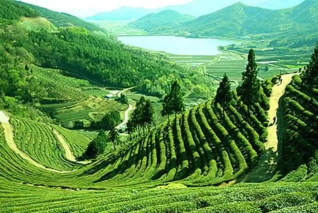 Assam Tour Packages from Chennai