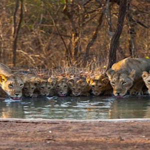 Gujarat Tour Packages from Gandhinagar