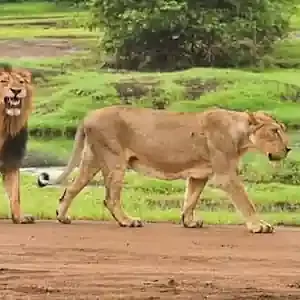 Gir Tour Packages from Mumbai