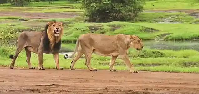 Gir Tour Packages from Mumbai