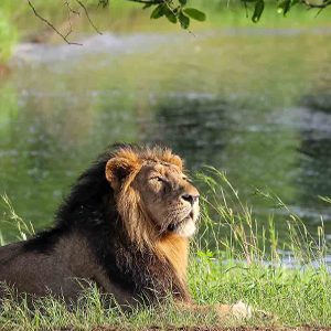 Kutch With Sasan Gir Tour