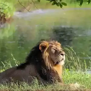 Kutch With Sasan Gir Tour