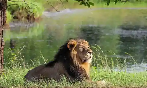Kutch With Sasan Gir Tour