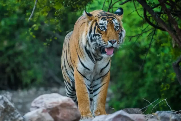 Rewa Tiger Safari Tour Packages