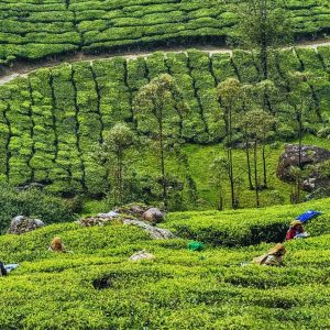 Kerala Tour Packages from Delhi