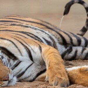 Pench National Park Tour Package