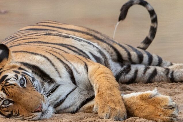 Pench National Park Tour Package