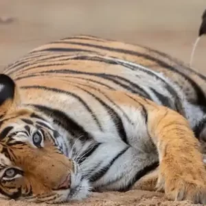 Pench National Park Tour Package