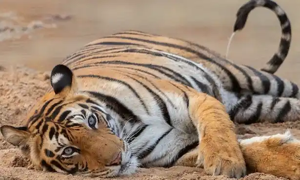 Pench National Park Tour Package
