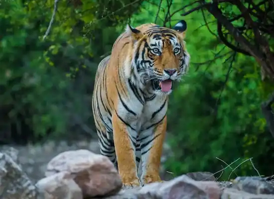 Rewa Tiger Safari Tour Packages