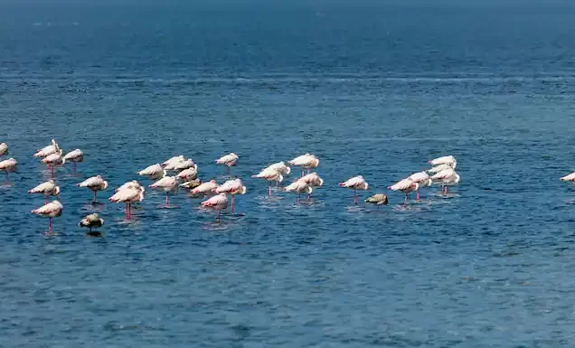 Rann Of Kutch Tour Package