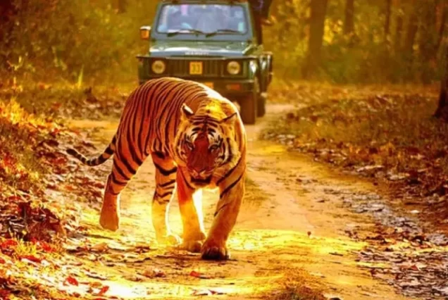 Pilgrimage, Wildlife & Beach Tour of Gujarat