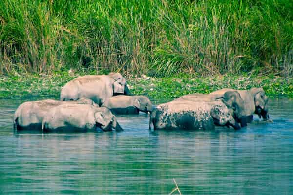 Kaziranga