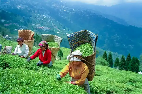 Darjeeling Tourism Package