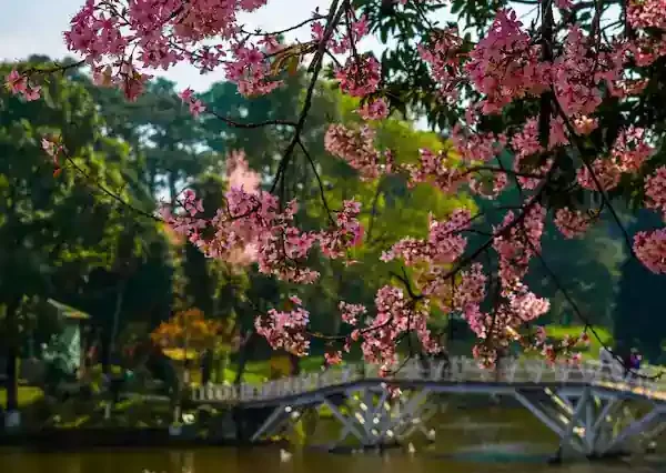 Shillong