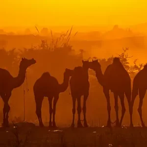 Pushkar Tour Package