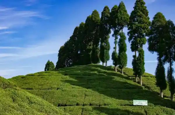 Darjeeling Gangtok Tour Package from Delhi