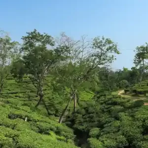 Guwahati to Shillong Tour Package