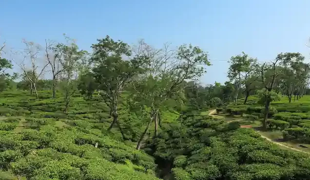 Guwahati to Shillong Tour Package