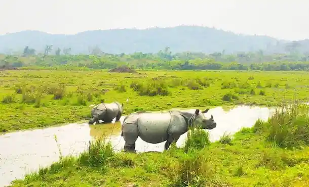 Assam Packages