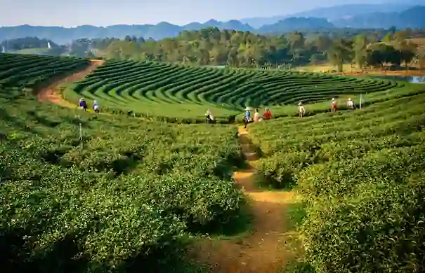 Assam Travel Packages