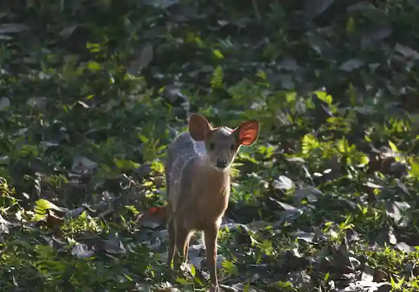 Kaziranga National Park